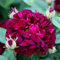 Carbeth Plants Rose Bush Tuscany Superb - 1 Rose Plant in 3L Pot - Potted Roses Plants Outdoor Garden Ready to Plant Flowers - Ideal Flowers for Garden Growing in Bed, Borders and Patio Pots