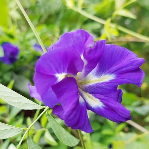 Semillas de clitoria ternatea, exóticas orgánicas semillas de guisantes de mariposa, de balcón son perennes 250pcs