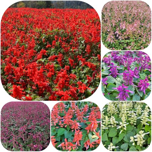 Semi di salvia del fuoco - resistenti per i luoghi soleggiati esotico rialzata biologica semi di selvatici 250pcs