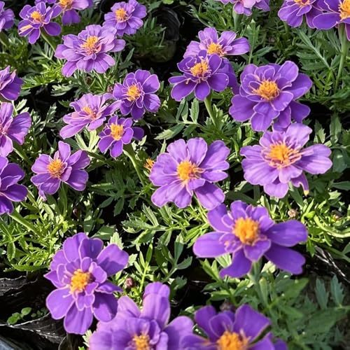 semillas de caléndula - Tagetes patula - decoración de la sala estar 40pcs