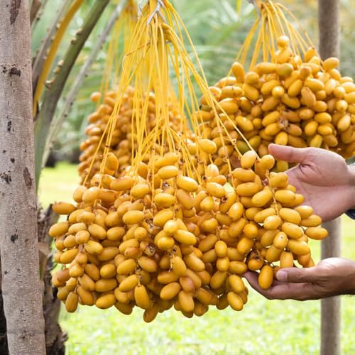 semillas de palmera datilera - perennes balcón invernadero jardín 150pcs