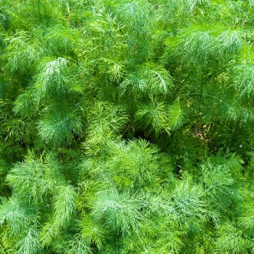 semi di aneto biologici, giardino roccioso, tappezzanti, perenni resistenti decorazioni per ufficio, 400pcs