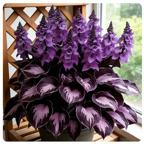 Seltene Hosta Rhizome,Winterharte Mehrjährige,Midnight Blue funkien,pflegeleicht.-4rhizome-G