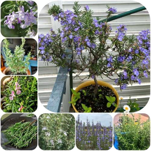 semi di rosmarino biologico - rosmarinus - decorazione da giardino per esterni di appesi tappezzanti resistenti medicinali, 300pcs