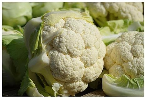 Pcs - 15x Chou-Fleur Multi Tête F1 Légumes Jardin Plantes - Graines K564 - Seeds & Plants Shop by Ipsa