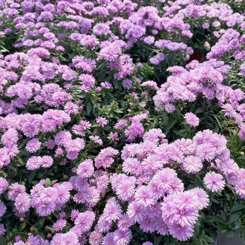 semi di aster, Aster tataricus, vecchie varietà resistenti perenni di amici esotiche copertura del terreno selvatici 500pcs