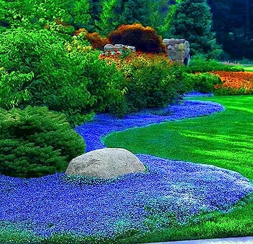 50.000 semi Timo blu strisciante, varietà perenne senza OGM, si diffonde lentamente come un tappeto blu naturale a causa della sua natura strisciante