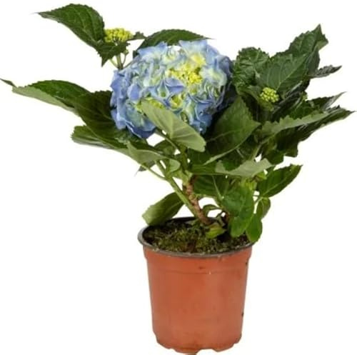 Hydrangea Azul Natural – Planta Viva en Maceta Hortensia Azul para el Jardín o la Terraza