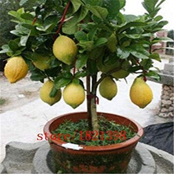 50 ZITRONENBAUM-SAMEN MIT HERMETISCHER VERPACKUNG