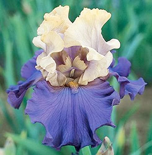 Bulbi iris,Bouquet di fiori carini che ondeggiano al vento,Splendida nobiltà di piante viventi-2,4bulbis