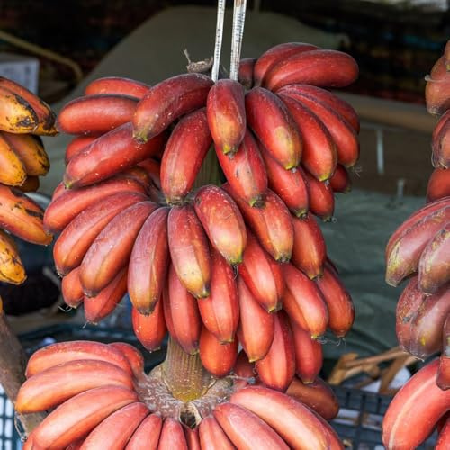 Bananenbaum - zwergobstbäume winterhart balkonpflanzen kaufen winterharte für garten balkongewächshäuser seltene obstsamen 120Samen