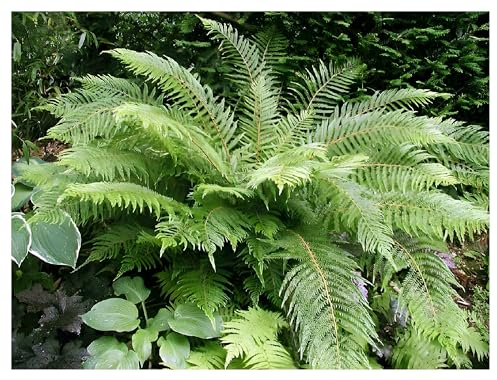 1 x Polystichum setiferum 'Herrenhausen' im 1 Liter Topf (Farn/Winterhart/Wintergrün/Mehrjährig/Staude/Immergrün) Filigranfarn - Eleganz und Struktur für schattige Gärten - von Stauden Gänge