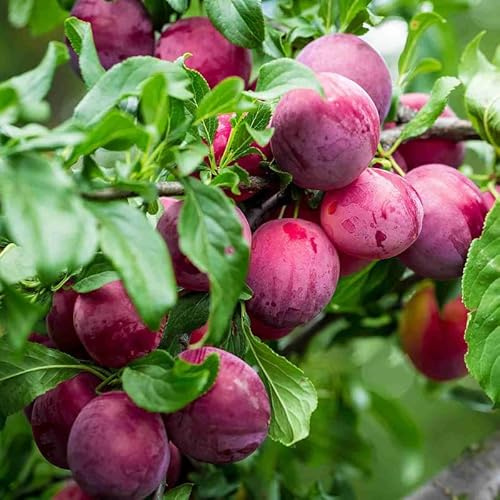 Santa Rosa Plum Tree Live Plant Bareroot, 2-3 Feet Height, Santa Plum Plant Live for Planting Outdoors, Rosa Plum Tree Plant