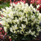 Euonymus 'Himalaya' - Immergrüner Spindelstrauch mit Weißem Neuaustrieb - Winterharte Kübel & Blumen für Draußen - Winterfeste Pflanzen für Balkon & Garten