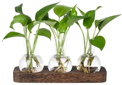 Växtförökningsstationer glasvas station retro växtterrarium med träbricka blomsterlök hem och kontorsdekoration, lätt att använda, hållbar