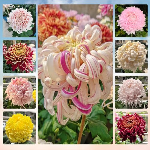 chrysanthemen, deko wohnzimmer garten alte sorten bio 150samen