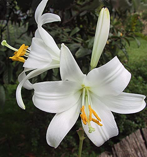 Bulbi da Fiore (1 X Lilium candidum - Giglio della Madonna)