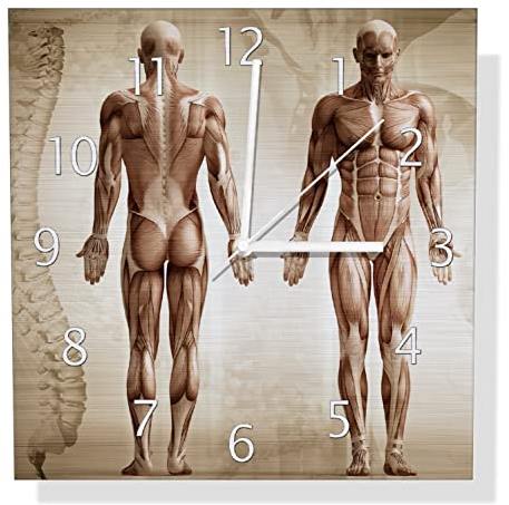 Wallario Design Wanduhr Anatomie Mensch I aus Aluverbund, Alu-Uhr Größe 30 x 30 cm, weiße Zeiger mit Metalloptik