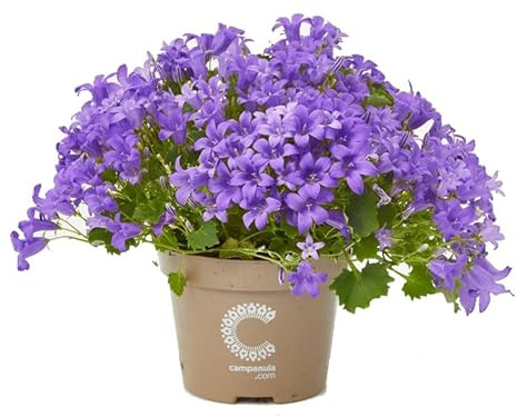 Planta Campanilla o Campanula con Flores de Color Azul para Exterior e Interior