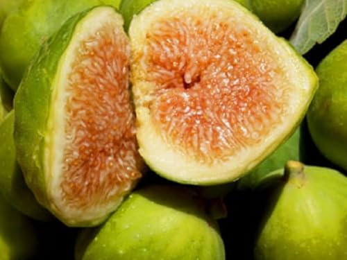 Fico Fiorone Petrelli - Varietà di origine barese Pianta da Frutta