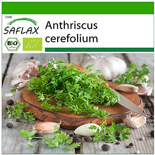 SAFLAX - BIO - Cerfeuil commun - 800 graines - Avec substrat de culture aseptique - Anthriscus cerefolium