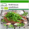 SAFLAX - BIO - Kerbel - 800 Samen - Mit keimfreiem Anzuchtsubstrat - Anthriscus cerefolium