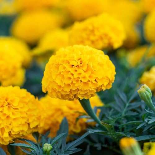 Semillas de Tagetes - de jardín semillas caléndulas interior exóticas balcón perennes resistentes perennes resistentes caléndulas para 3000pcs