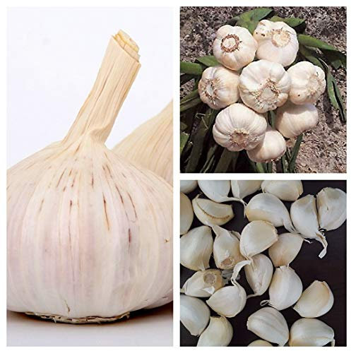 Garlic Bulbs 'Cristo' - 4 Ready to Plant Bulbs - Hardy, Flavourful Garlic for Growing at Home