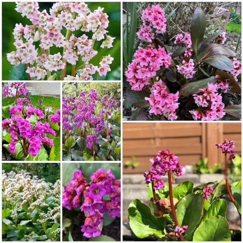 100 pcs bergenien winterhart samen, balkon pflanzen, pflanzen geschenk (Bergenia cordifolia) blumensaat, balkonpflanzen winterhart mehrjährig pflanzen winterhart, blumengeschenk schnittblumen