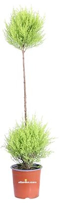 Pianta di Cupressus Macrocarpa Goldcrest Ball Albero di Cipresso Goldcrest pianta da esterno albero ornamentale in vaso Cipresso con chioma sferica pianta vera venduta da eGarden.store (Vaso 14 cm)