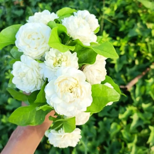 jazmín de silvestres jardín semillas silvestres resistentes 30pcs