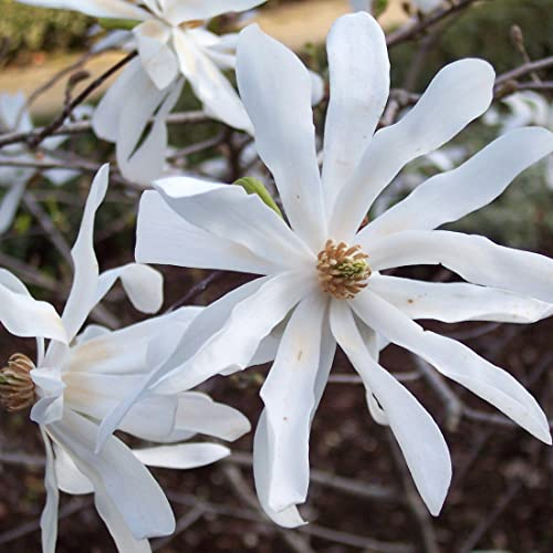Magnolia stellata – Magnolia stellata 40–60 C –