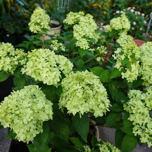 ortensia a pannocchia rampicanti, da giardino roccioso ortensie a pannocchia Decorazioni per giardini esterni, aromatiche, semi di da balcone 250semi