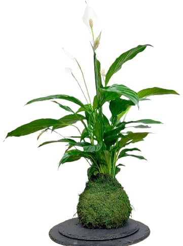Planta Kokedama -Spathiphyllum - DECOALIVE - Espatifilo - Musgo Natural
