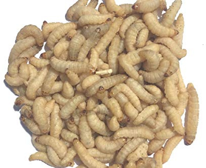 Livefood UK Live Wax Moth Larvae 2 tubs of 50 WaxWorms 15g per tub (2 x 50) in shavings