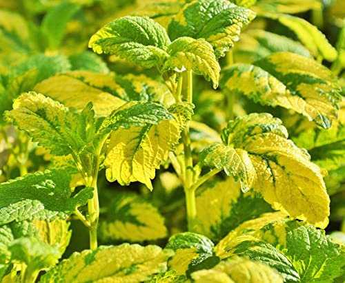 Herb Plants - Lemon Balm 'Variegated' - Medicinal Herb - 3 x Full Plants in 9cm Pots - Garden Plants - Lemon Balm Plants - Lemon Balm - Garden Ready + Ready to Plant - Premium Quality Plants