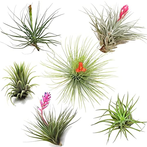 Plant in a Box - Miscela di piante di Tillandsia - Set di 6 - Piante aeree vere - Piante da appartamento - Altezza 5-15cm