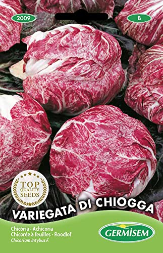 Germisem graines Chicorée à feuilles VARIEGATA DI CHIOGGA