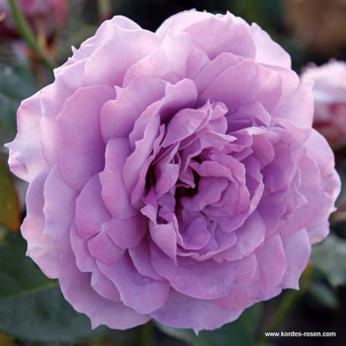 2 x Rose - Rosa 'Novalis' Topf 25-30 cm - Die zeitlose Eleganz einer remontierenden Kletterrose