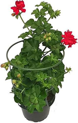 Pelargonium Peltatum con Soporte Planta con Flor Natural Geranio Hiedra