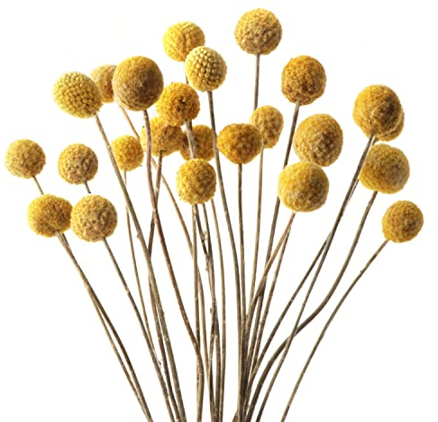 20 PCS Billy Bälle Blumen Getrocknet Craspedia Globes Decor Natürliche Getrocknete Blumen für Blumenarrangements, Hochzeit, Zuhause, Hohe Vase, Dekoration （Gelb）