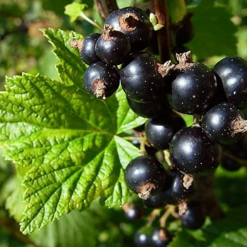 Carbeth Plants - Fruit Plants - Grow Your Own Fruit Garden - Ribes Blackcurrant Plant in 9cm Pot