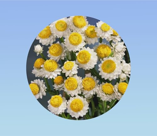 200 graines immortelle ailée - ammobium alatum grandiflorum - Ideal fleurs séchées