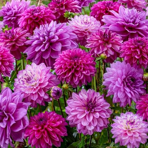 Dahlia Knölar The Blues Brothers Kollektion - 5 Stora Doftande Blomsterlökar från Holland - Exklusiv Dahliaknölblandning med Blommor för Trädgård och Krukor - Inga Frön och Härdig