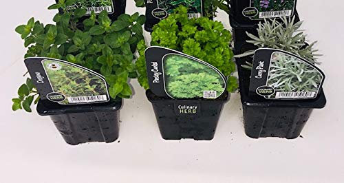 3 x Mixed Herb Collection Inc Varieties Like Rosemary - Chives - Oregano - Thyme - Parsley in 9cm Pots