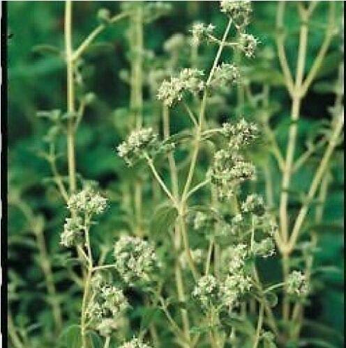 2500 Seeds of Herb Sweet Marjoram