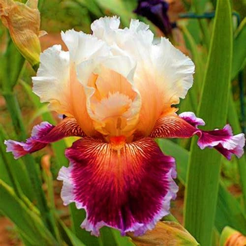 Iris Bulbs-Iris Plant Iris Bulbs for Planting Now UK,Wedding Flowers,Garden Flowers,Hardy Perennial,Plant Bulbs-15bulbs-e