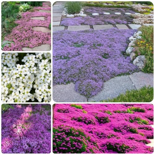 Semi di timo serpillo - decorazione floreale resistenti per giardini rocciosi Perenni resistenti esotico decorazioni da giardino per esterni semi di timo sabbioso, 2000pcs
