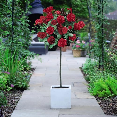 Rose Red Standard 1x 60cm – Hardy Bare Root Shrub for Patio & Garden Borders | Easy Care Floriferous Rose Plant | Perfect for Containers & Outdoor by Thompson and Morgan