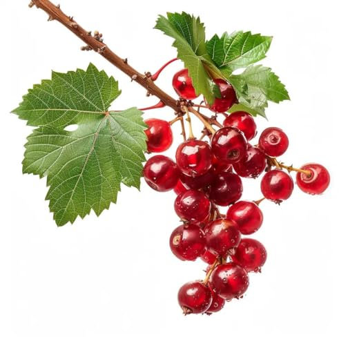 50 Graines de Groseillier à Grappe Rouge - SemiSauvage Permaculture